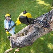 Professional Tree Removal and Landscaping Services in Apple Valley, CA